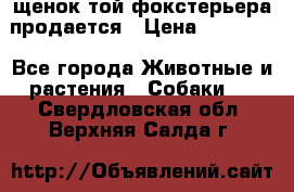 щенок той-фокстерьера продается › Цена ­ 25 000 - Все города Животные и растения » Собаки   . Свердловская обл.,Верхняя Салда г.